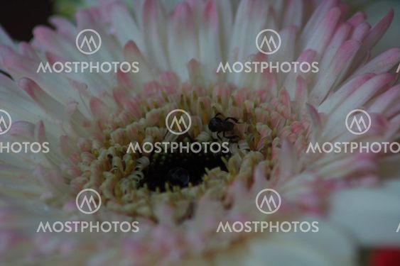 Fllower and a bug