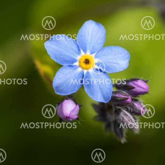 Forget-me-not flower. Myosotis.