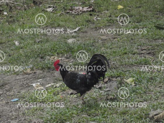Rooster Solo