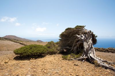 wind shaped juniper tree, El Hierro