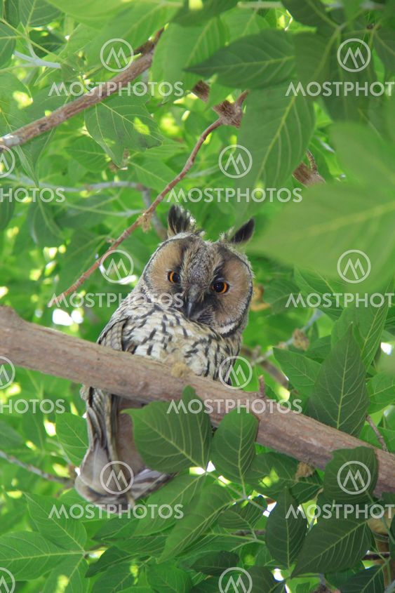 owl on green tree