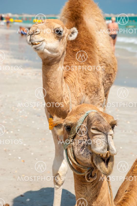 Two Camels on the Beach