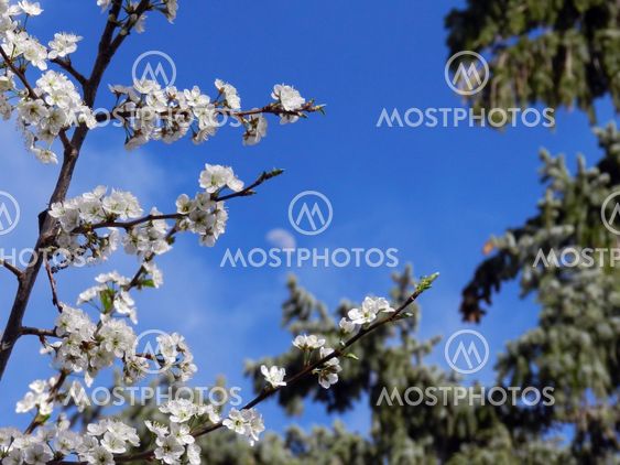Apricot branches in bloom