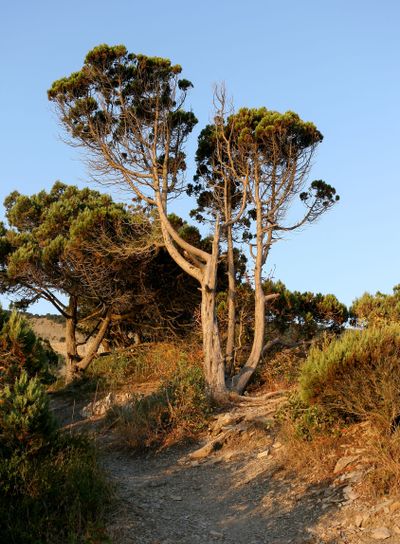 The stony path among sunlit by the setting sun juniper...