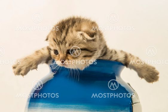 Scottish fold kissa