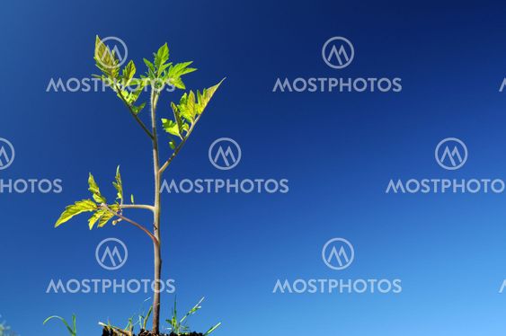 Tomato plant