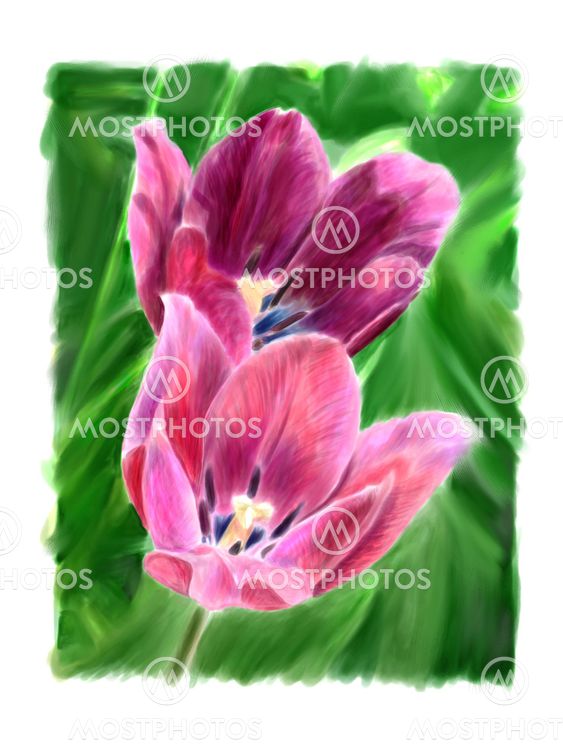 Two flowering tulip