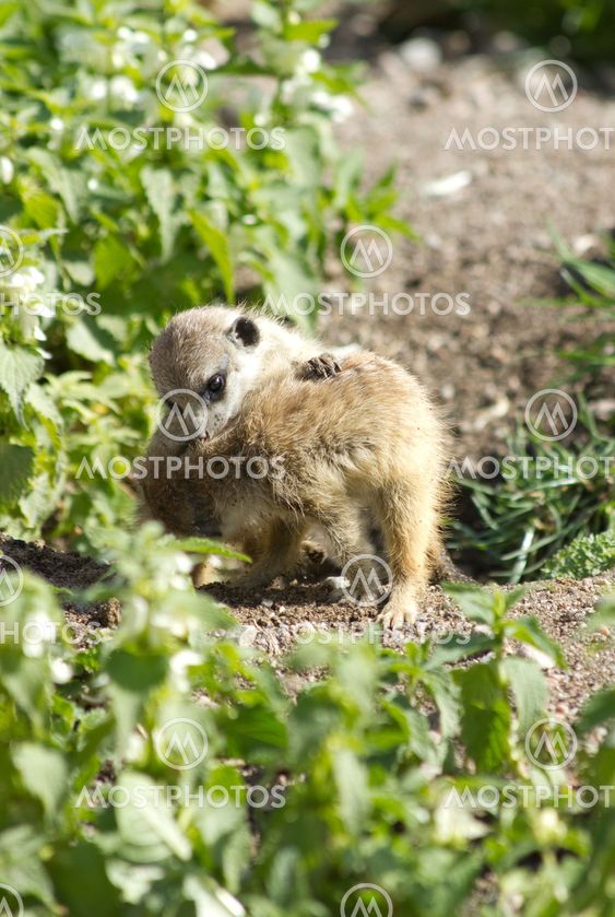 Meerkat Babies