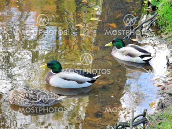 Two boys and one girl in the world of birds