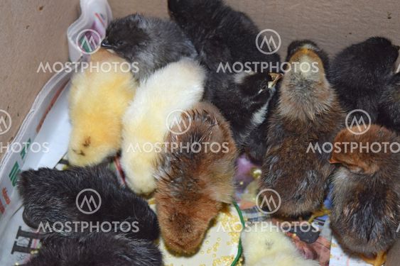 The Little chickens