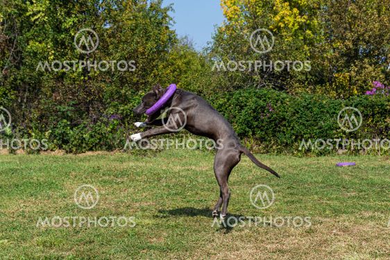 American Staffordshire Terrier outdoor