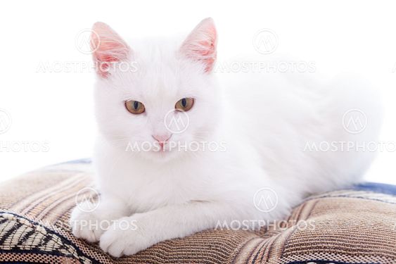 White cat on a white background