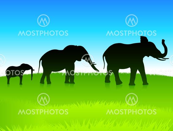 elephants in the wild