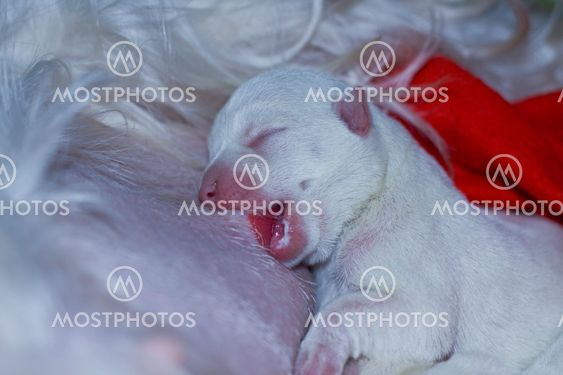 dog puppy nursing - two days old west highland white terrier