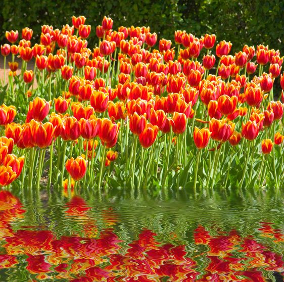 tulips
