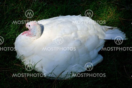White Turkey