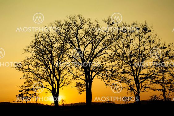 tree silhouette at sunset