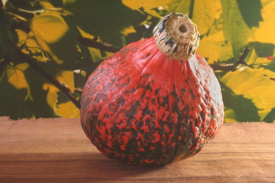 Pumpkin