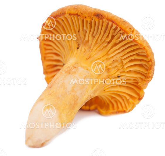 One chanterelle mushroom on a white background.