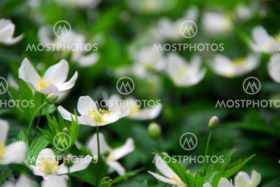 Wood anemones