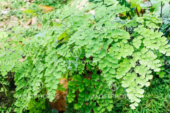 Fern plants cover the ground of the natural forest