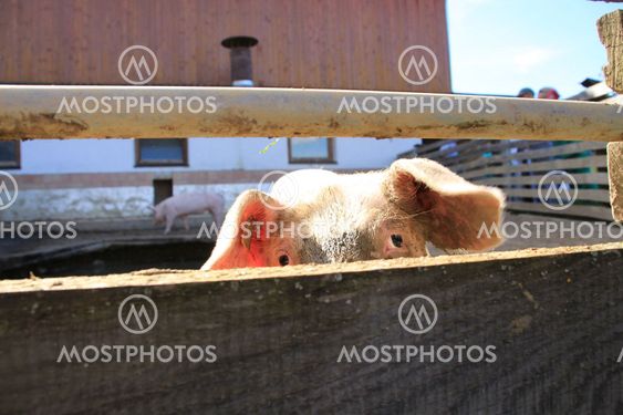 Farm and a shy pig outdoors.