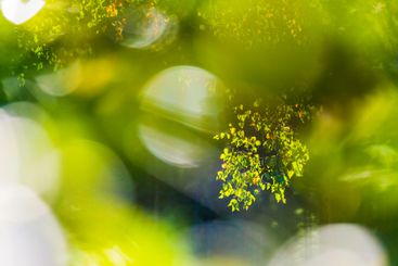 Sunlight filtering through vibrant green leaves in a...