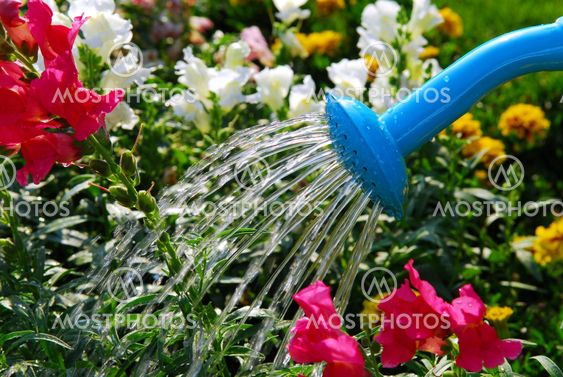 Watering flowers
