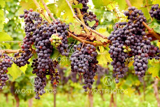 Red grapes