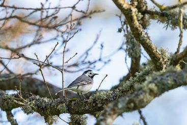 Wagtail on a tree branch