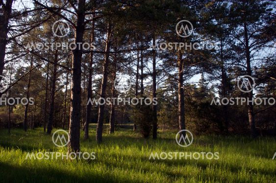 The Dawn Of The Wood's