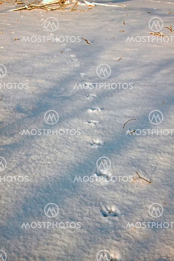 Snow with animal tracks.