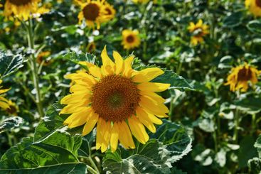 Environment, nature and sunflowers with growth for...