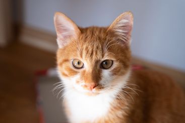 Portrait of a cat with red and white fur. Life of a...