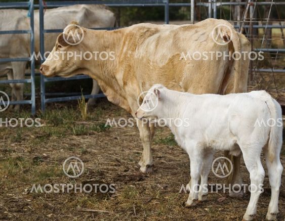 mum and baby cow and calf australian beef cattle