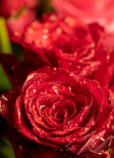a bouquet of beautiful fragrant wet red roses