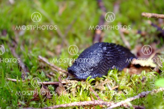Forest snail on the ground