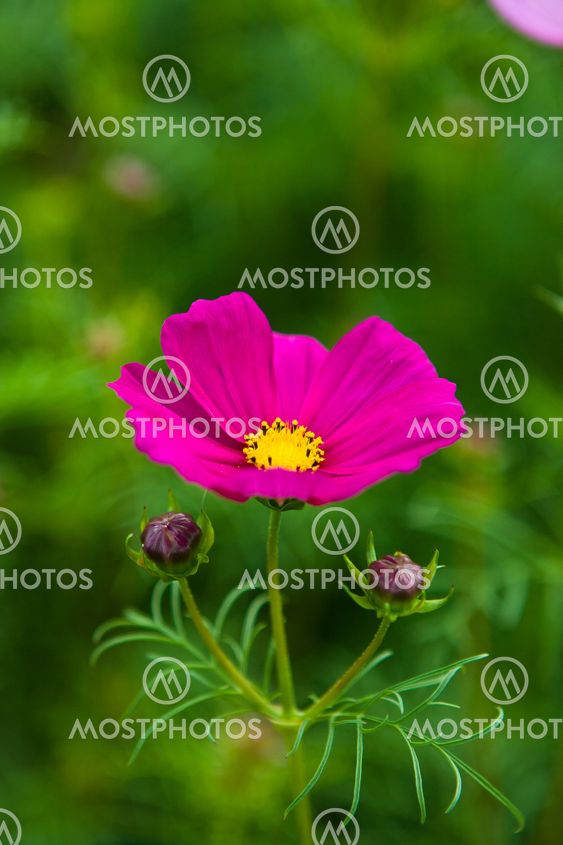 Colorful flowers cosmos