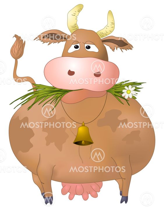 Thick silly cow eats grass