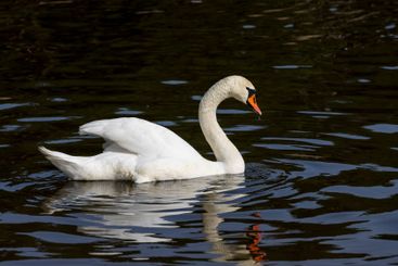 white swans who arrived in eastern Europe in the spring...