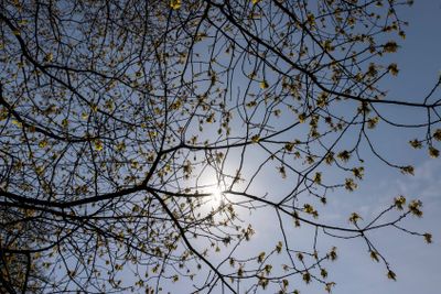 a flowering maple tree in the spring season, a spring park