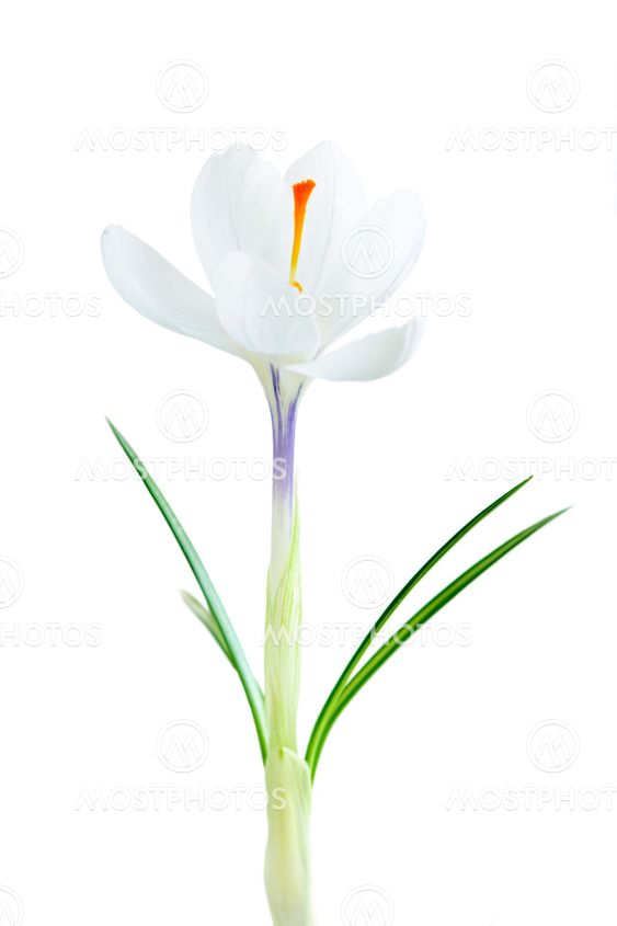 Spring crocus flower