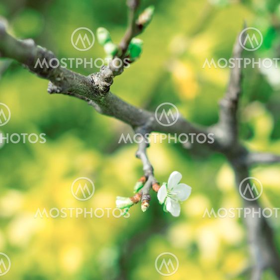 Close up of a branch on background of flowers