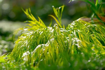 vibrant green grass in sunlight with bokeh.