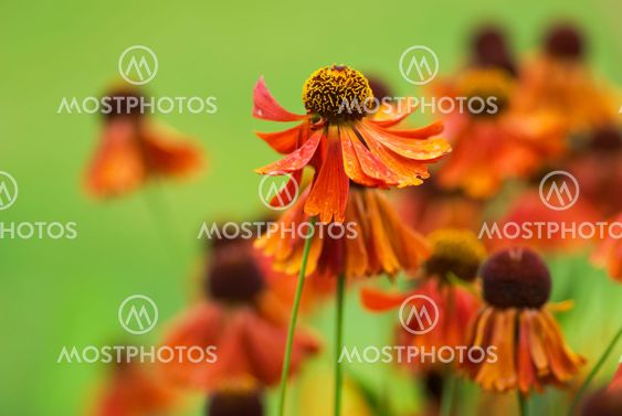 Sneezeweed flowers