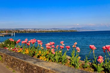 Beautiful colourful spring tulips on the background of...