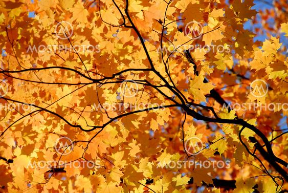 Maple leaves
