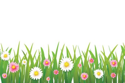 hello spring flower with grass isolated background.