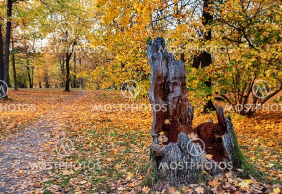 Trail through autumn landscape.