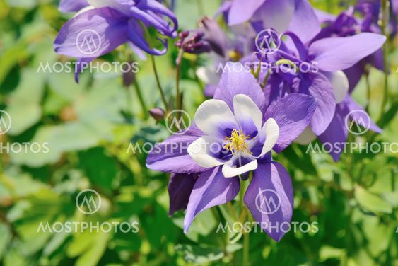 purple columbine flowers